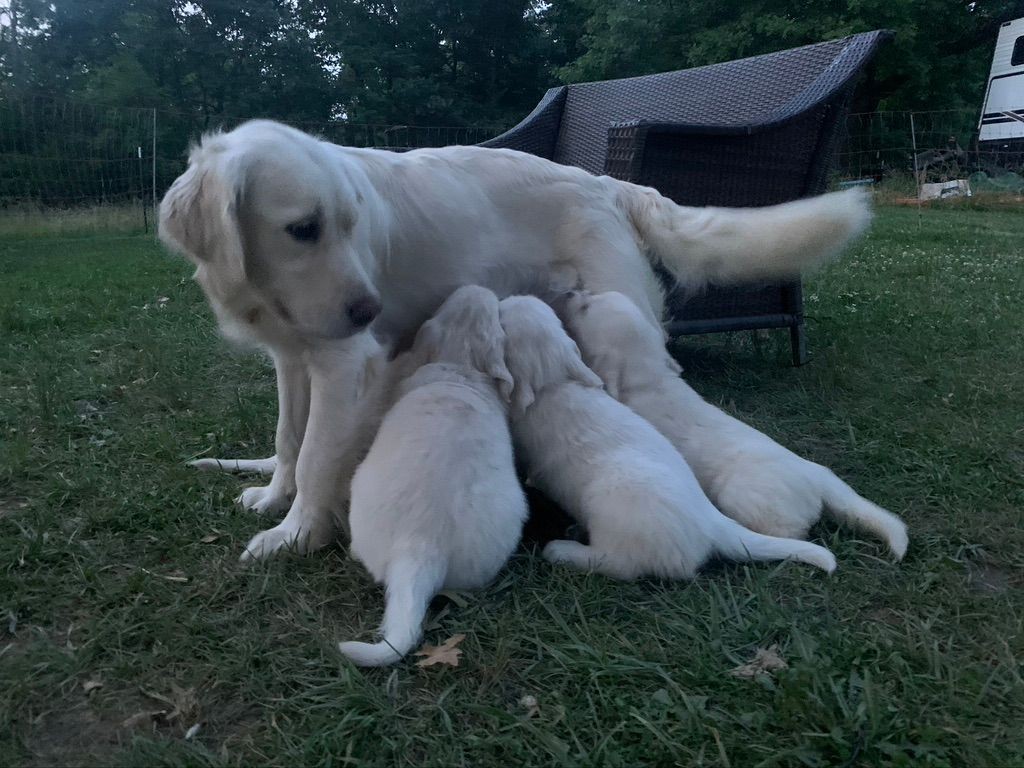 Daisy with puppies