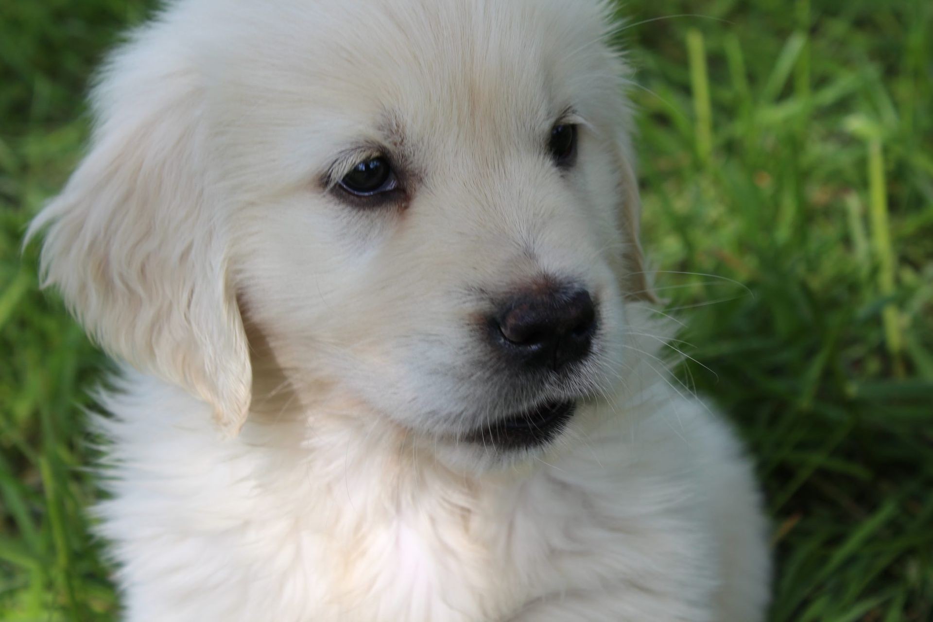 Golden Retriever Family